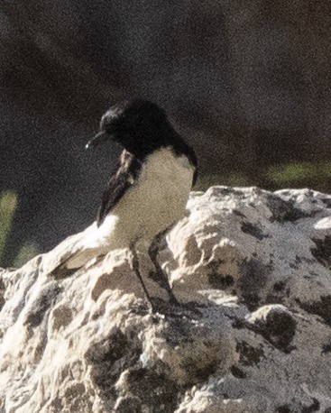 Hume's Wheatear - ML636278640