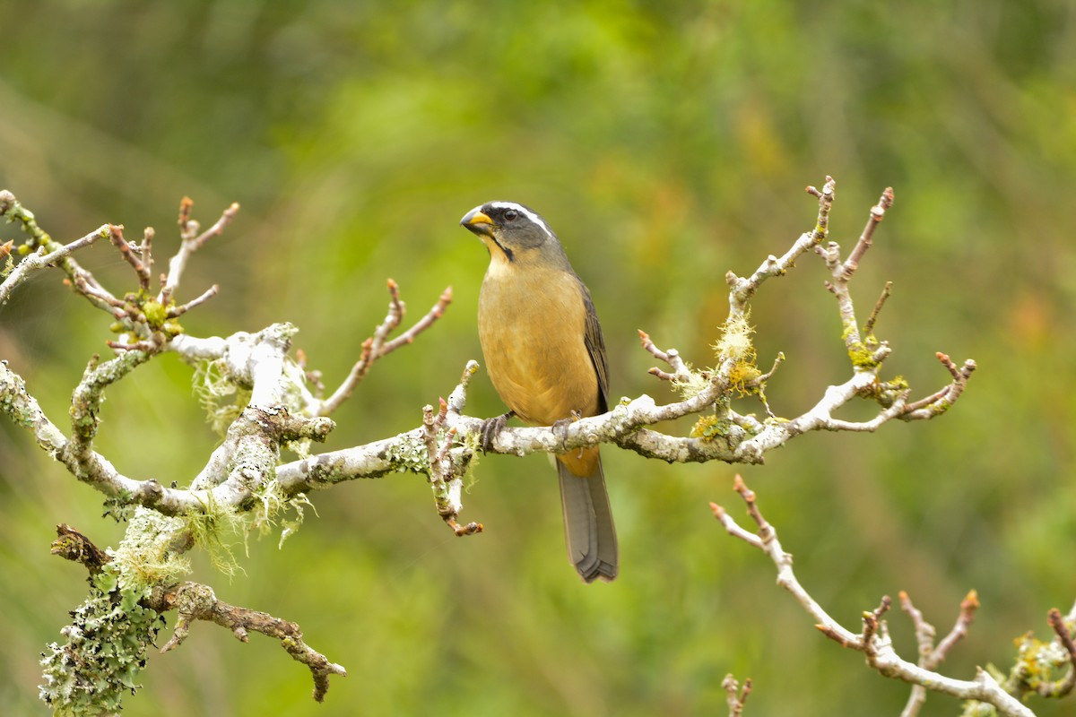 Thick-billed Saltator - ML636278657