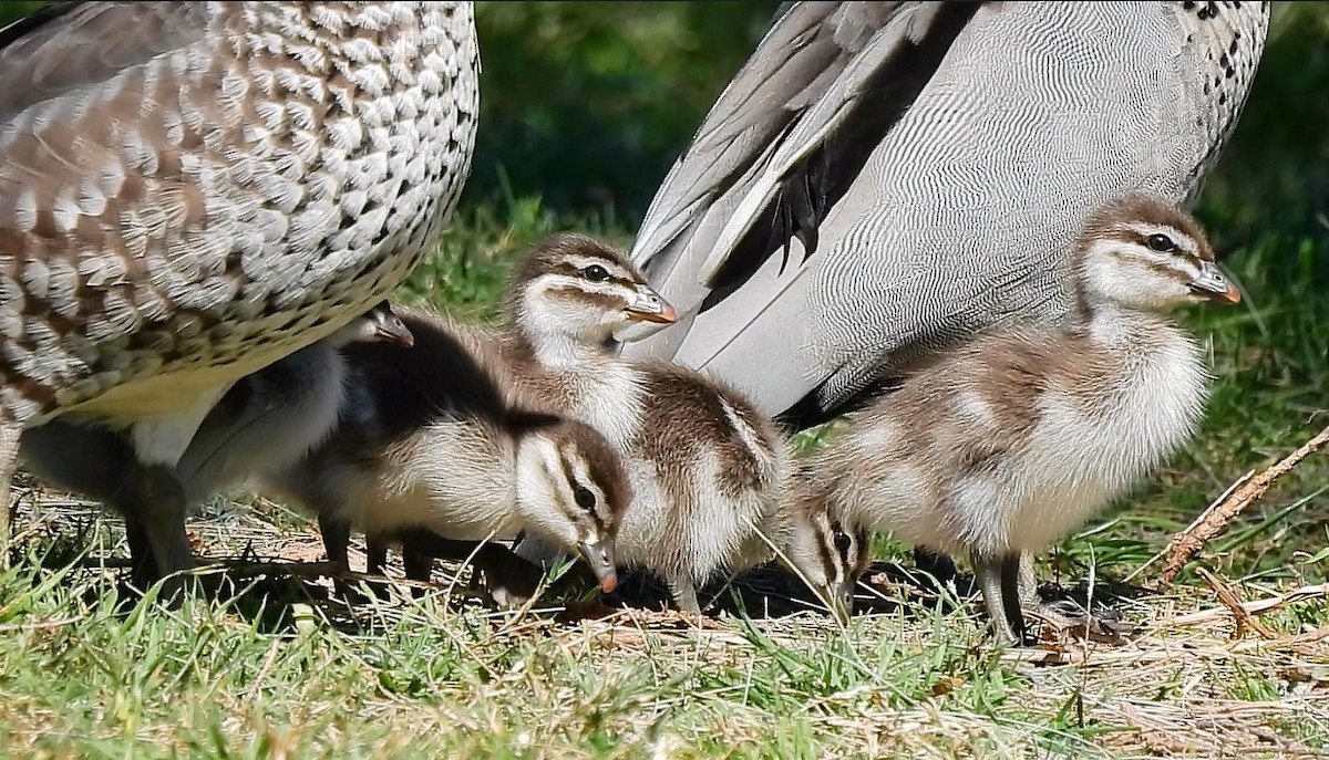 Maned Duck - ML636278704