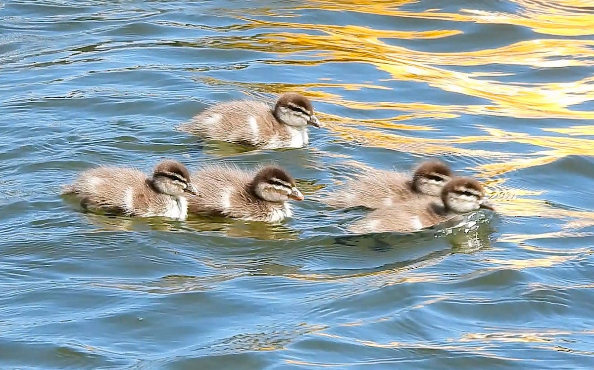 Maned Duck - ML636278706