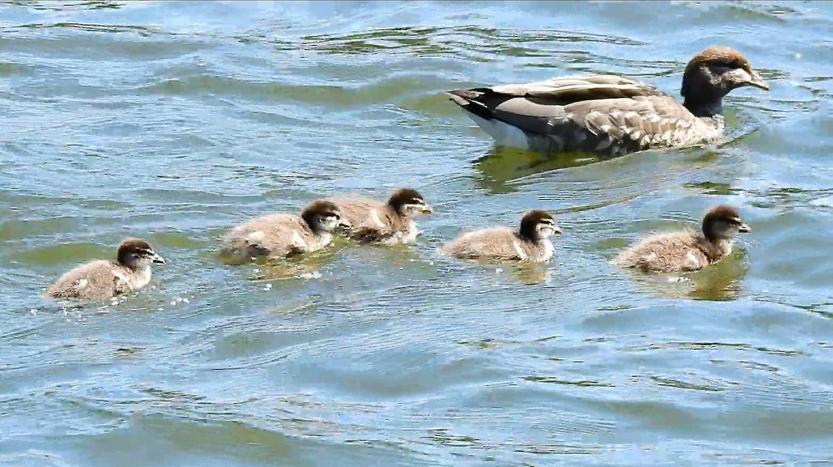 Maned Duck - ML636278711