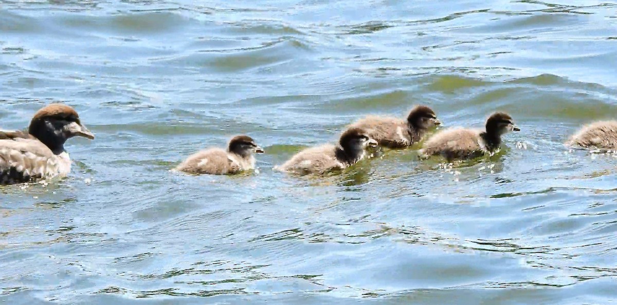 Maned Duck - ML636278713