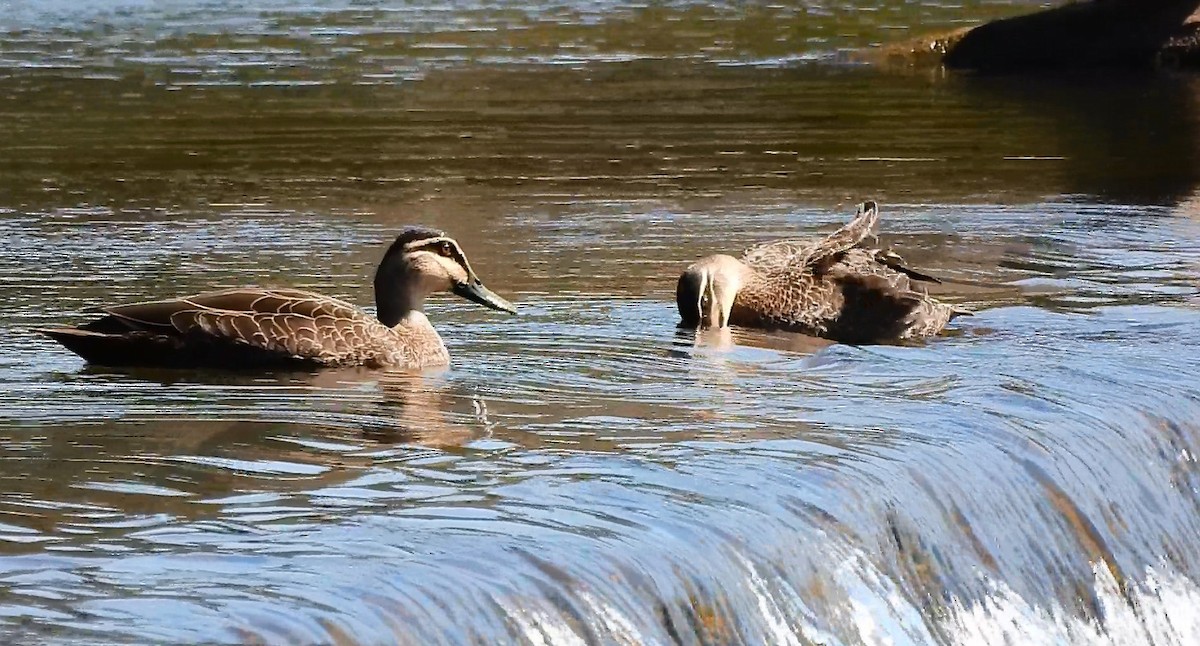 Pacific Black Duck - ML636278720