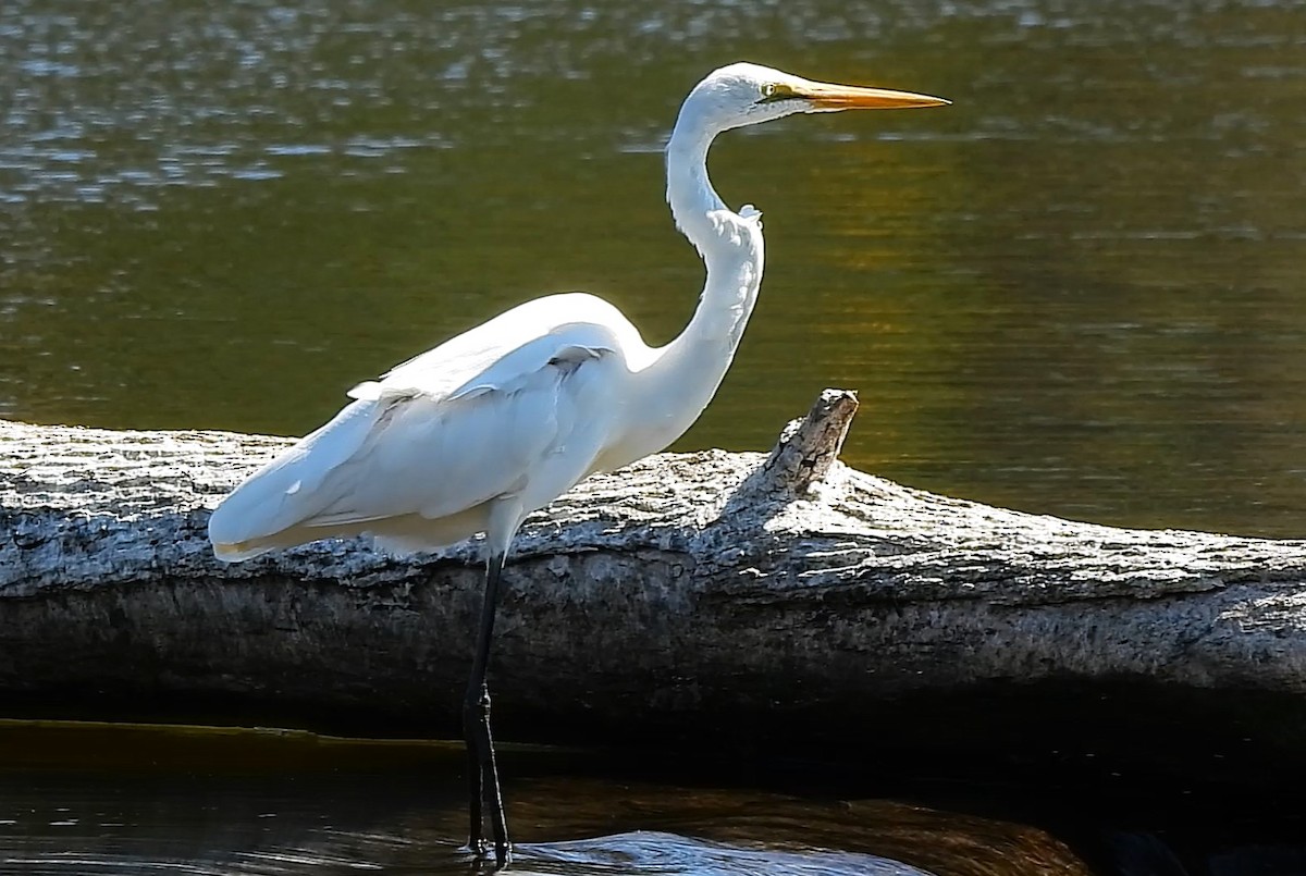 Great Egret - ML636278724
