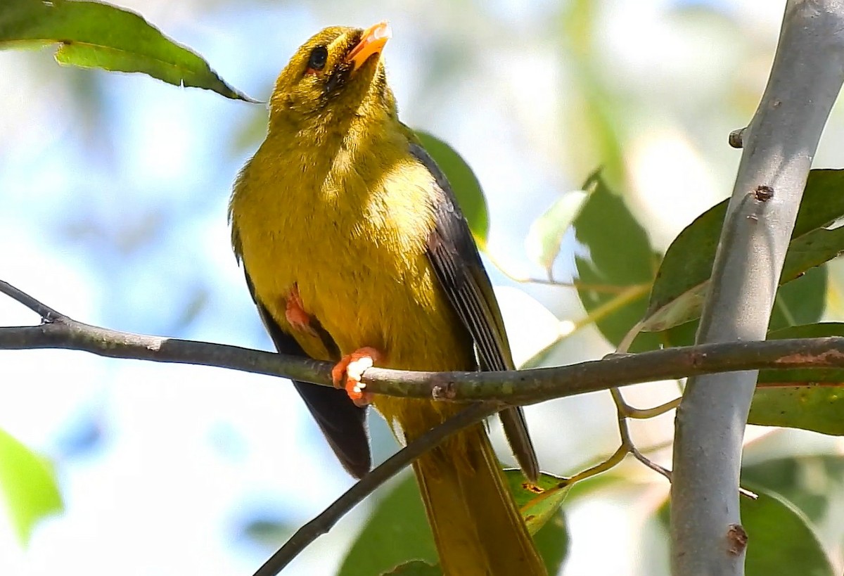 Bell Miner - ML636278733