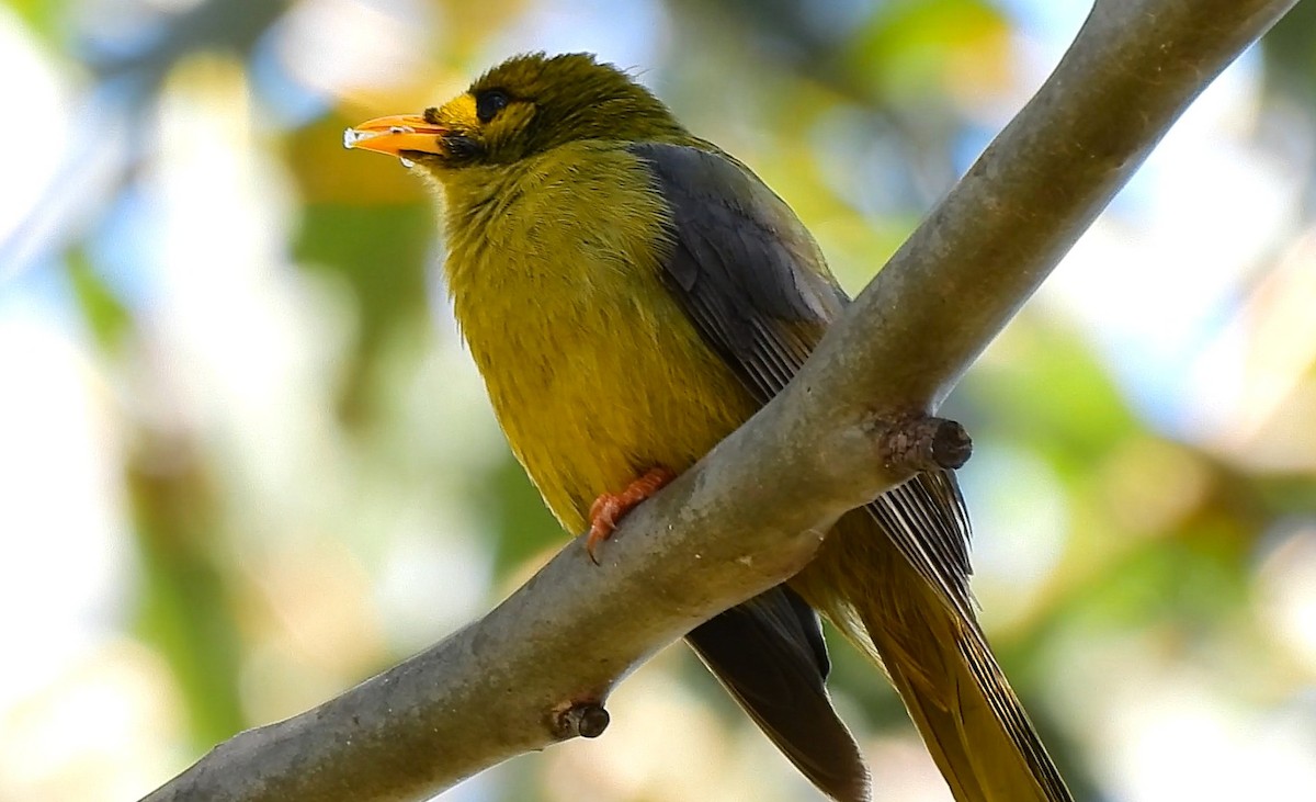 Bell Miner - ML636278737
