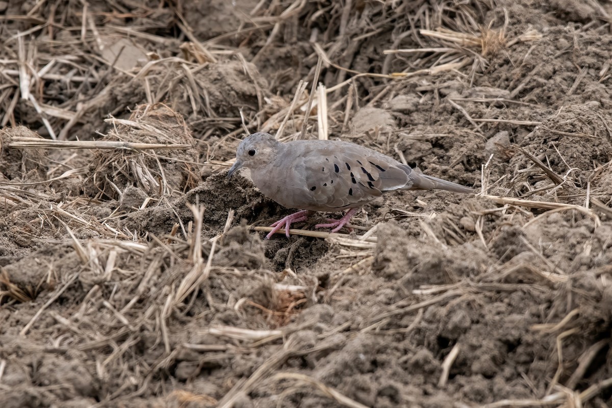 Ecuadorian Ground Dove - ML636278740