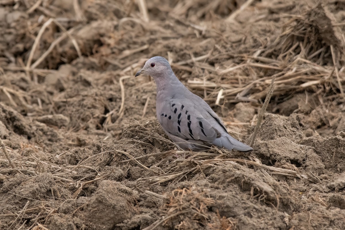 Ecuadorian Ground Dove - ML636278741