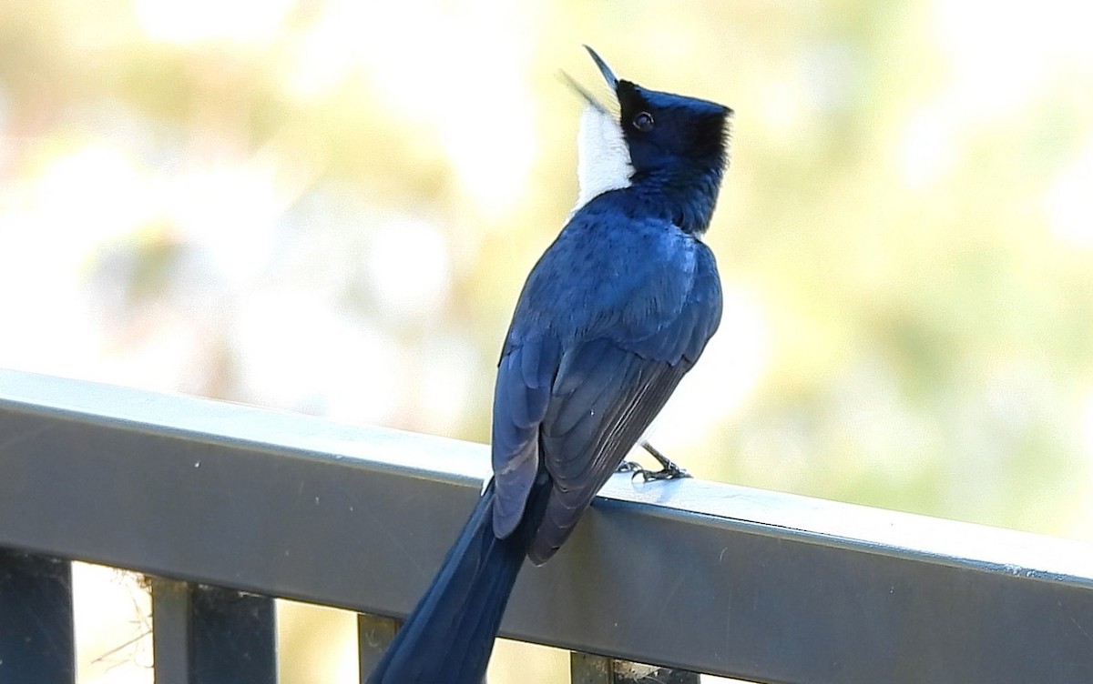 Restless Flycatcher - ML636278742