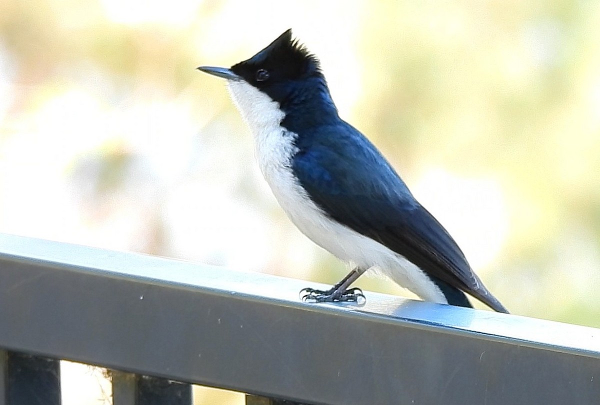 Restless Flycatcher - ML636278746