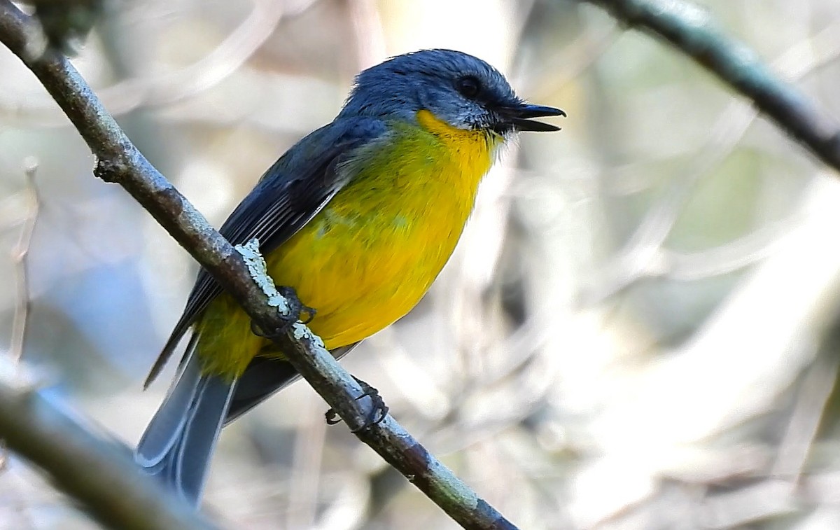 Eastern Yellow Robin - ML636278748