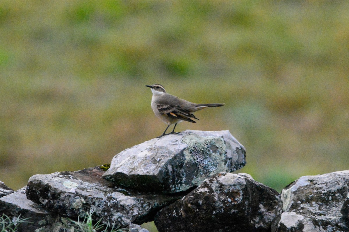 Long-tailed Cinclodes (Long-tailed) - ML636278767