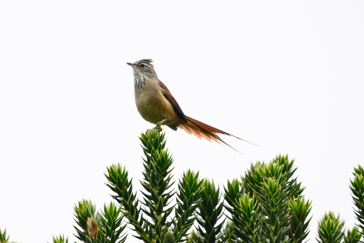 Araucaria Tit-Spinetail - ML636278769