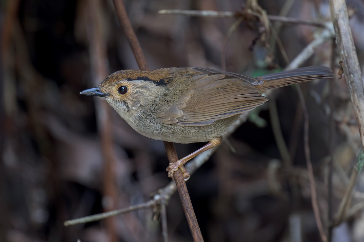 Dusky Fulvetta - ML636278791