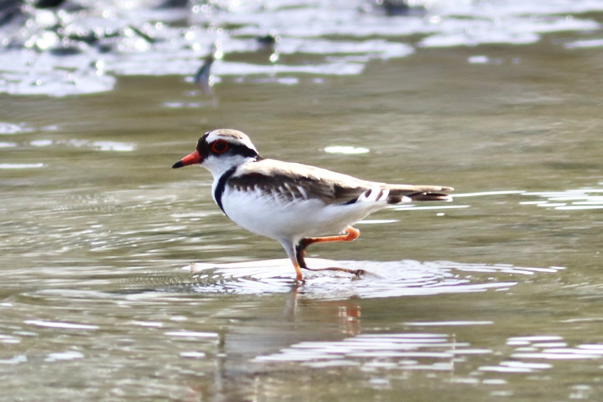 Black-fronted Dotterel - ML636278792