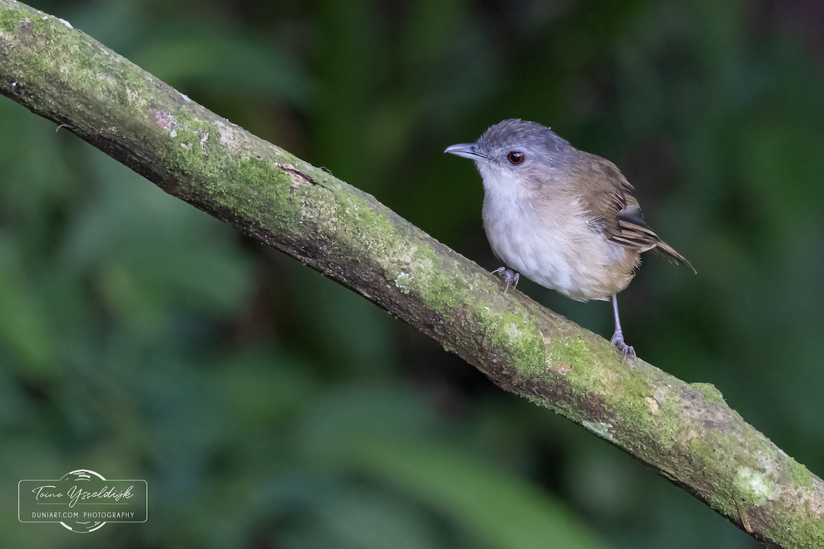 Horsfield's Babbler - ML636278810