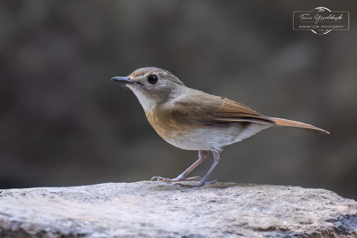 Fulvous-chested Jungle Flycatcher - ML636278828