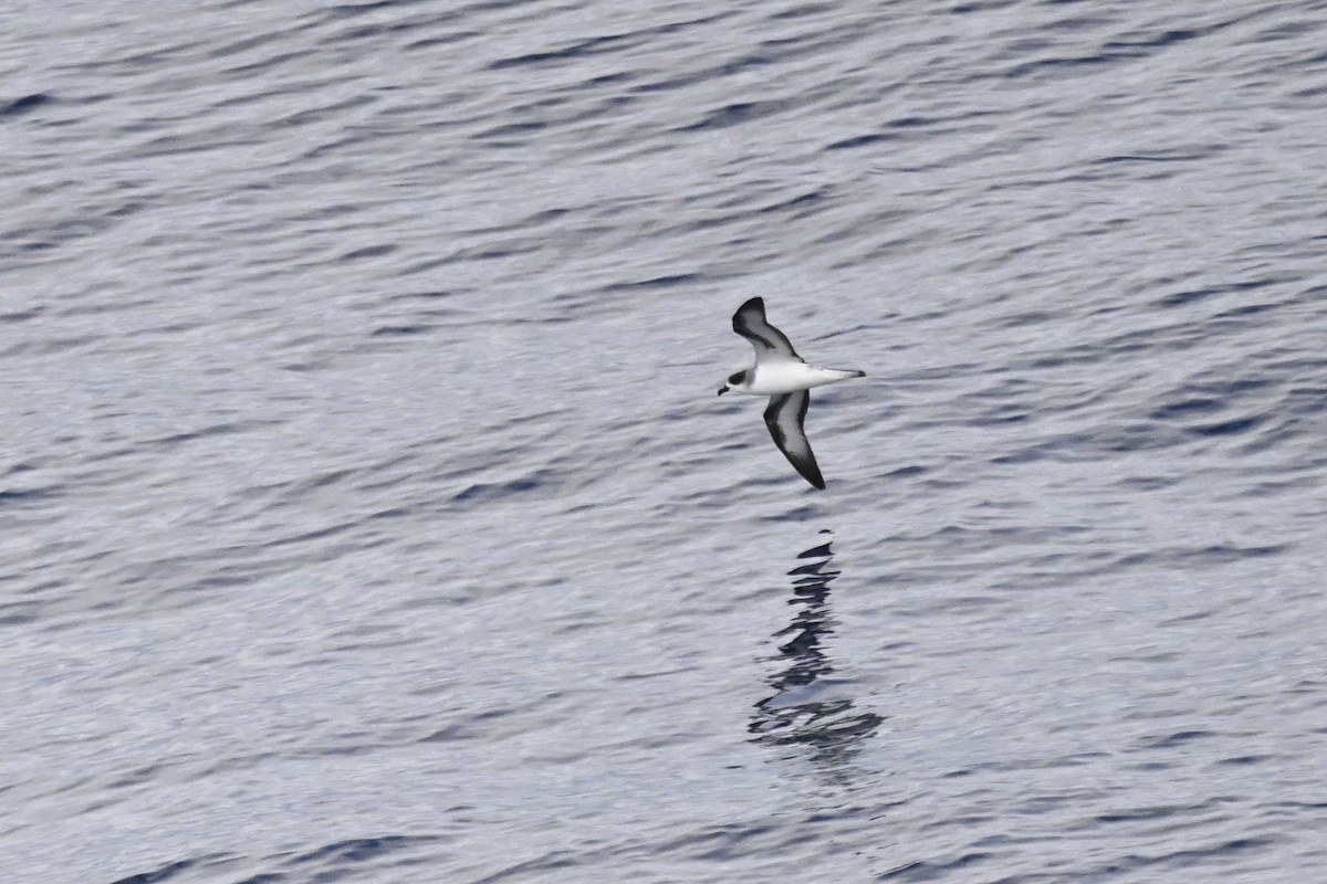 Barau's Petrel - ML636278856