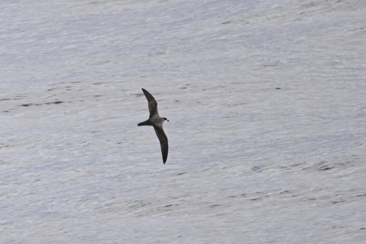 Barau's Petrel - ML636278858