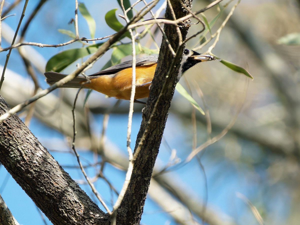 Black-faced Monarch - ML636279052