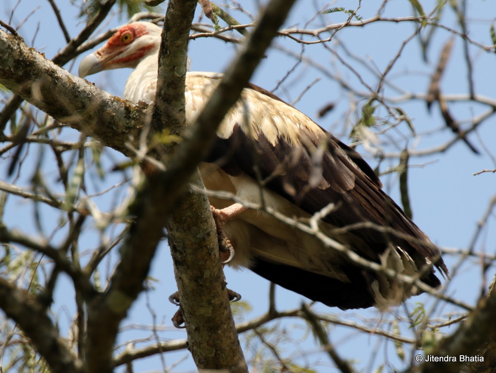 Palm-nut Vulture - ML636279125