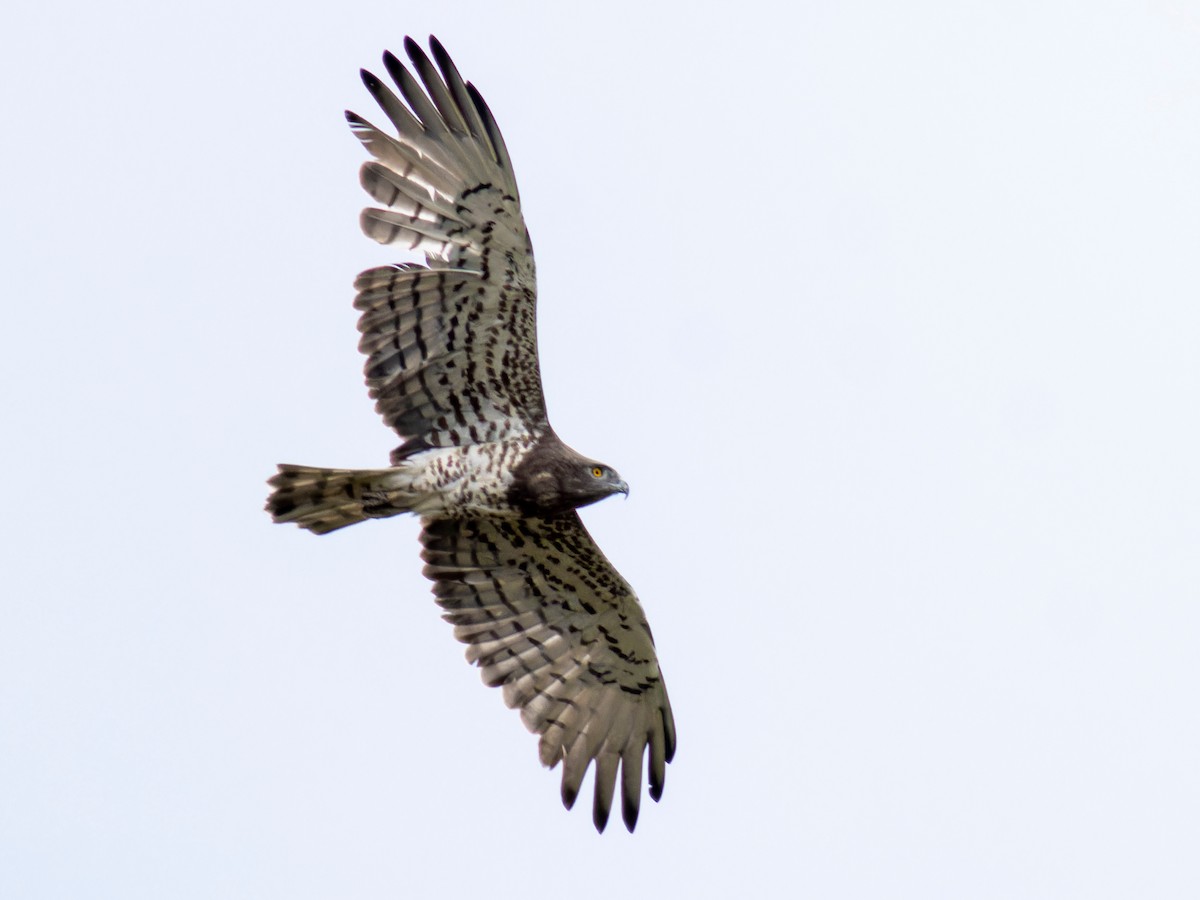 Short-toed Snake-Eagle - ML636279184