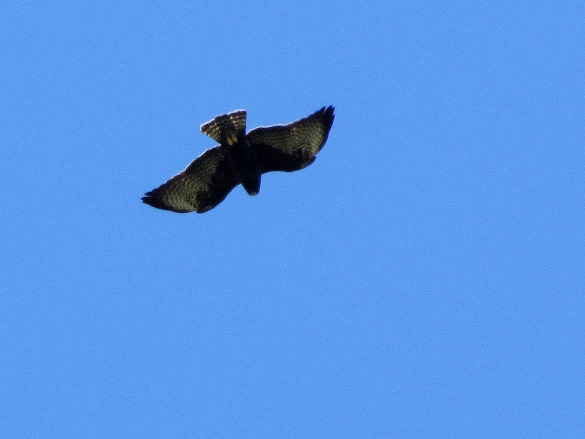 Short-tailed Hawk - Fabricio C. Gorleri