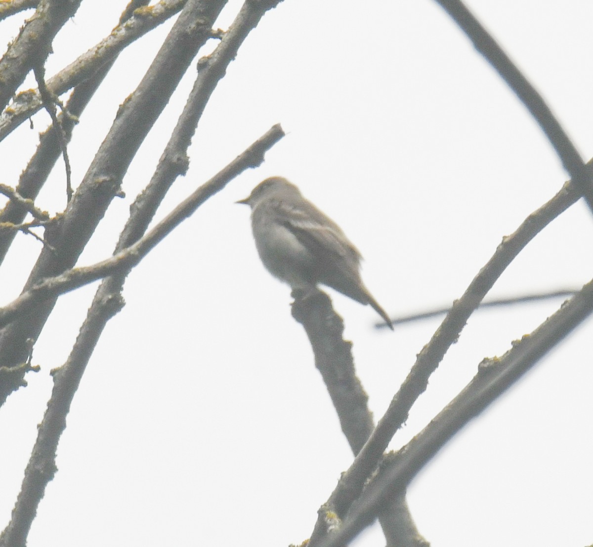 Empidonax sp. - ML636279310