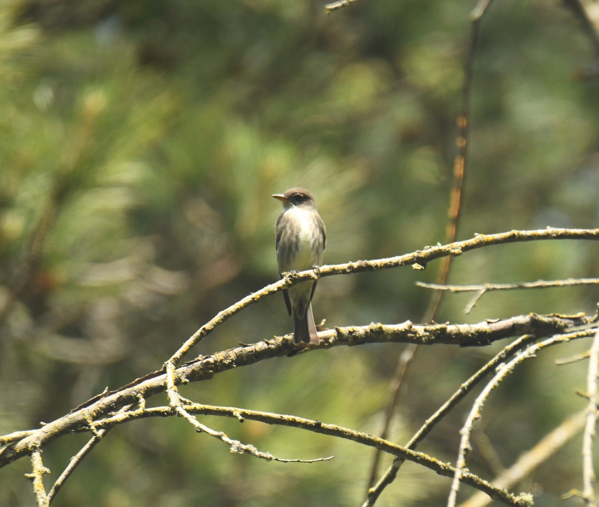 Olive-sided Flycatcher - ML636279452