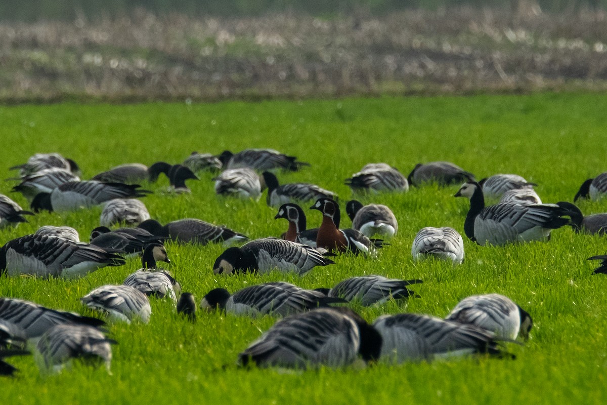 Red-breasted Goose - ML636279541