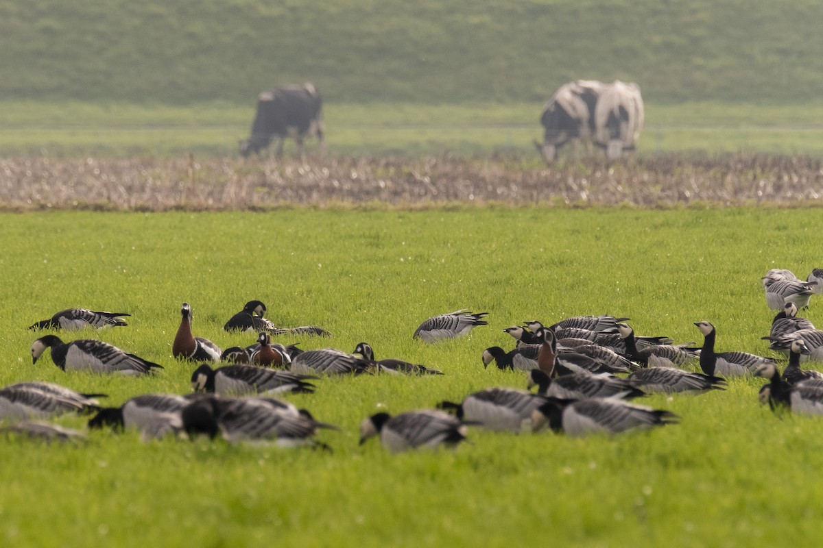 Red-breasted Goose - ML636279542