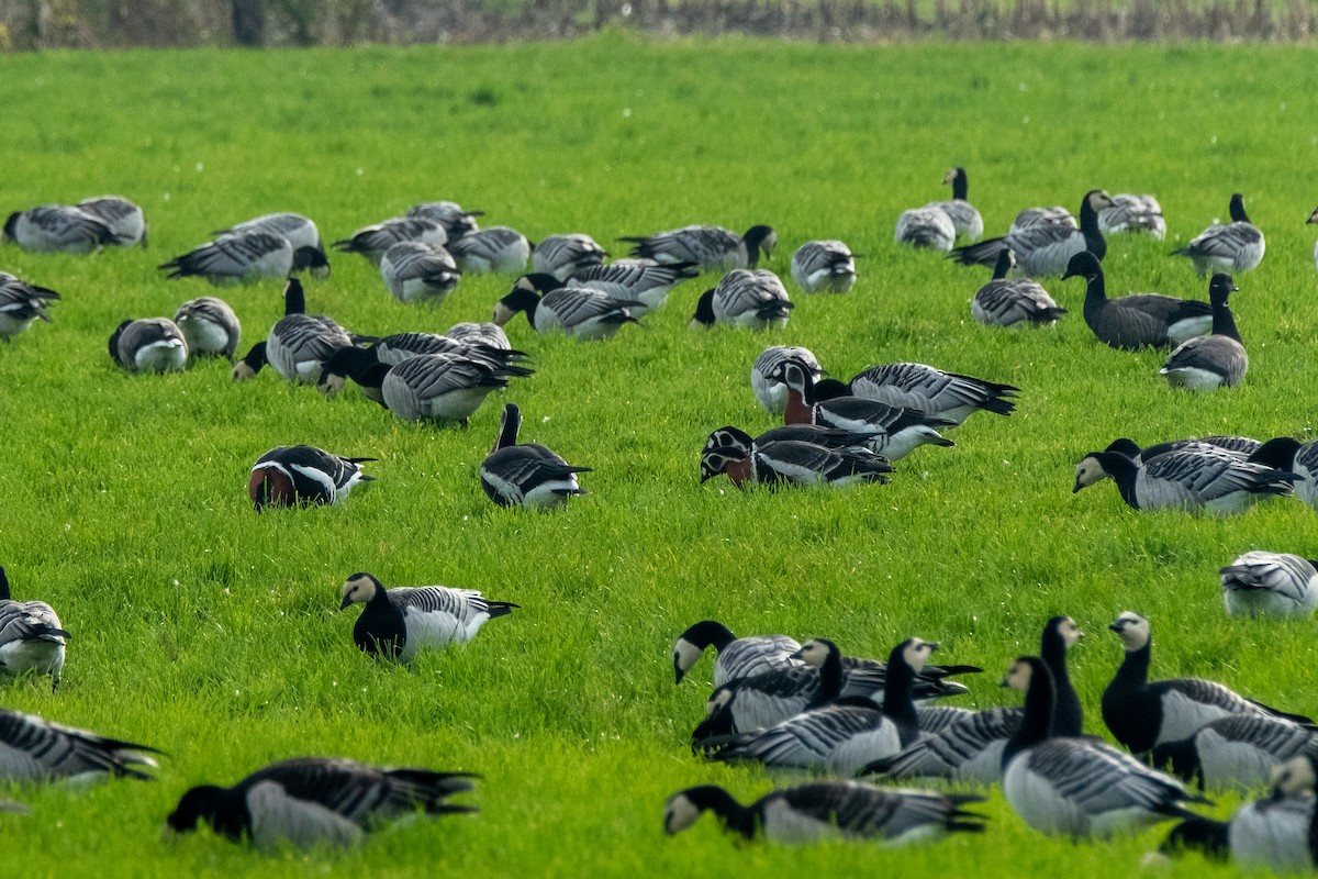 Red-breasted Goose - ML636279543