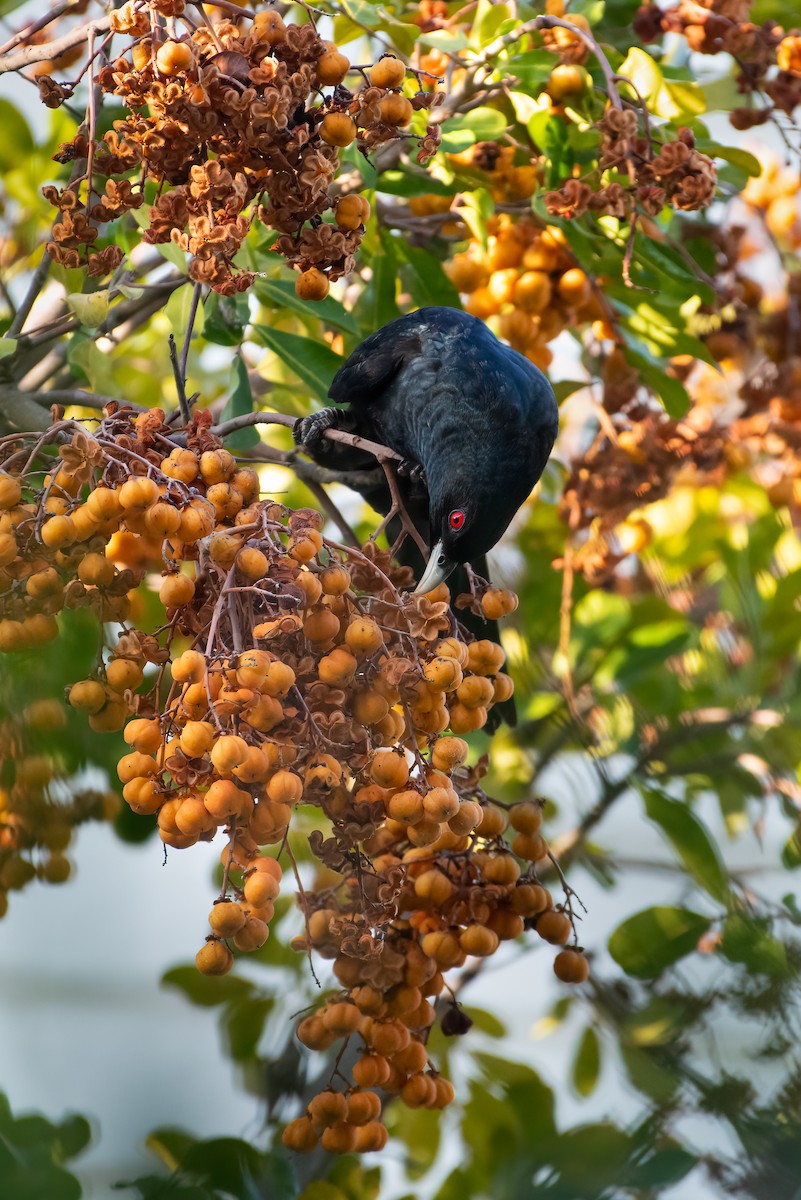Pacific Koel (Australian) - ML636279550