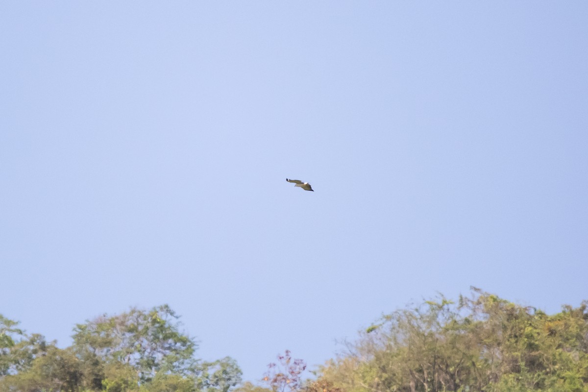 Gray-backed Hawk - ML636279552