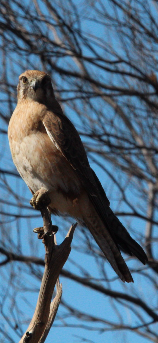 Brown Falcon - ML636279557