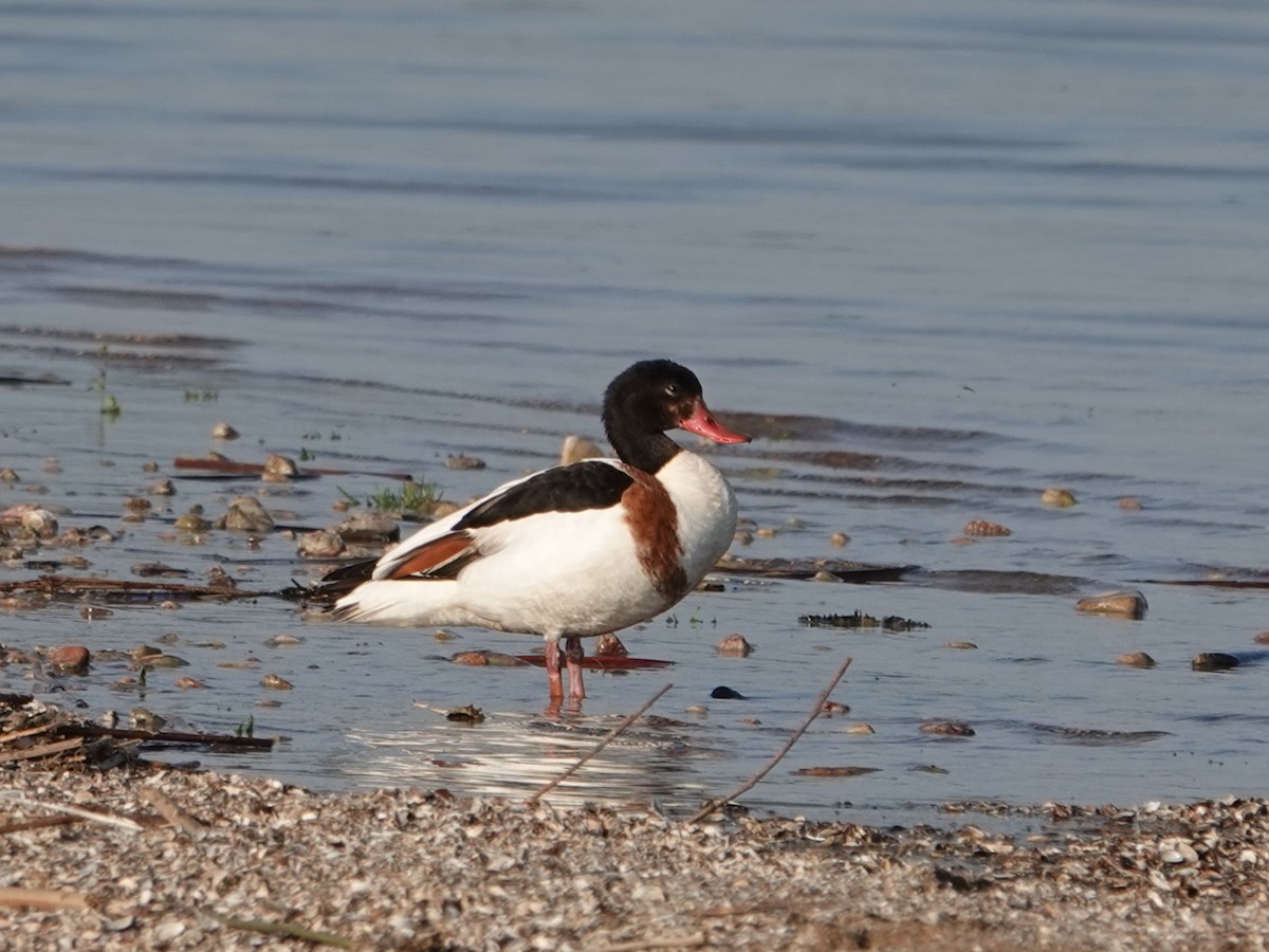 花鳧 - ML636279577