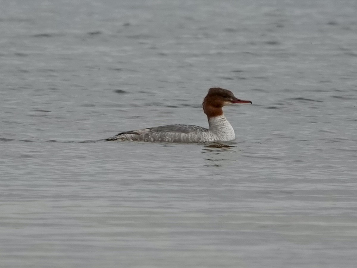 川秋沙 - ML636279583