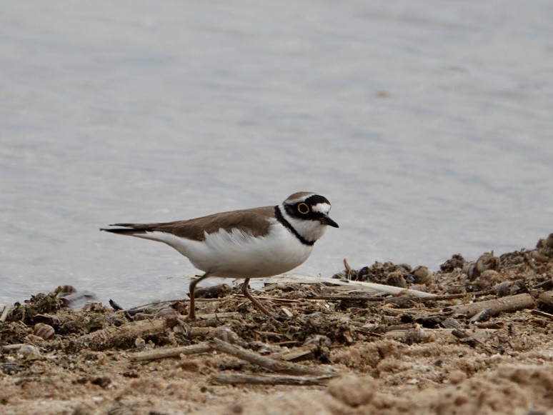 小環頸鴴 - ML636279589