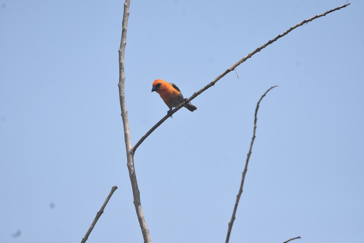 Red-headed Fody - ML636279590