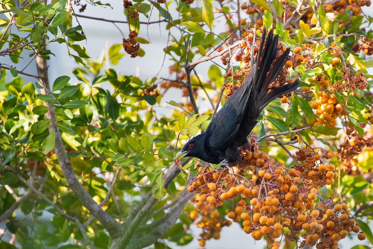 Pacific Koel (Australian) - ML636279601