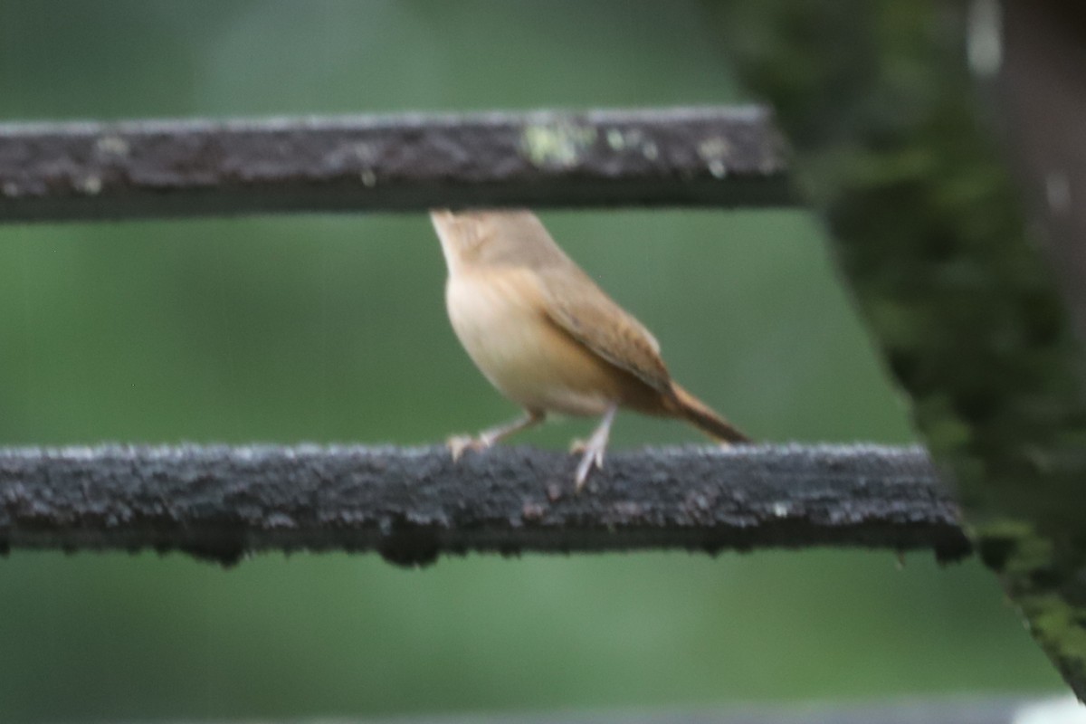 Southern House Wren - ML636279616