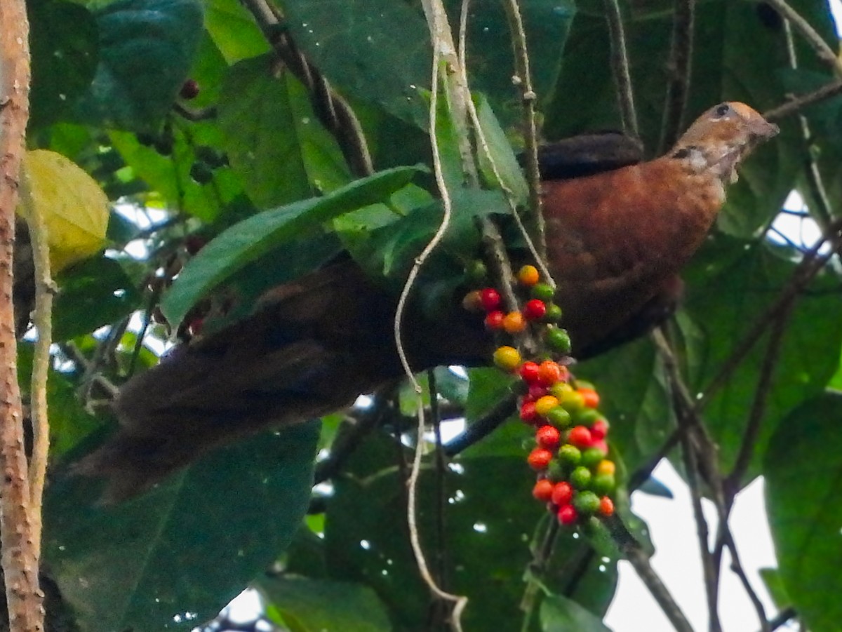 Philippine Cuckoo-Dove - ML636279645