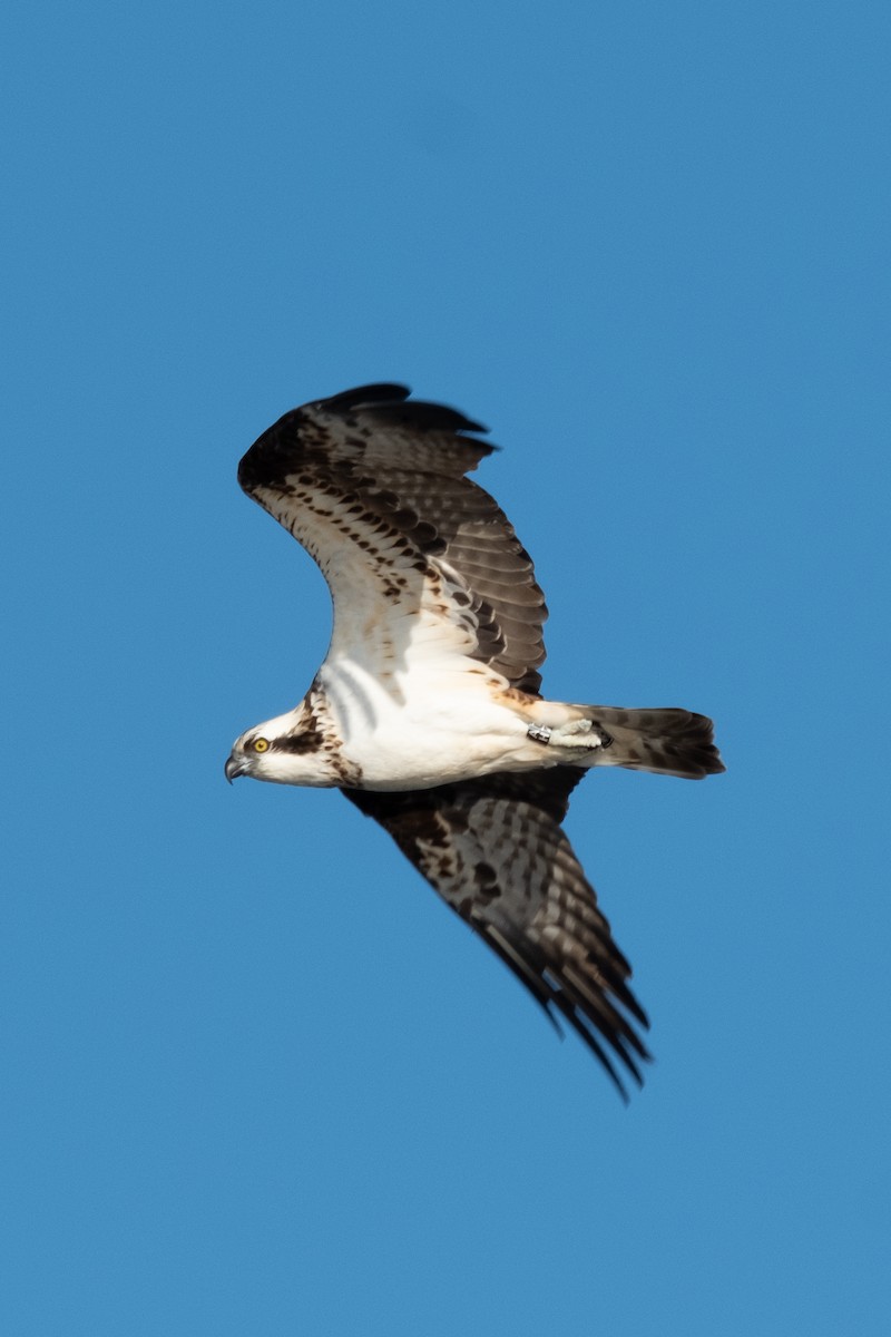 Osprey (Eurasian) - ML636279695