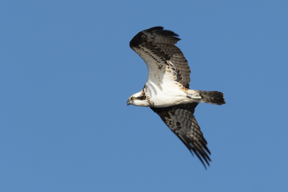 Osprey (Eurasian) - ML636279696