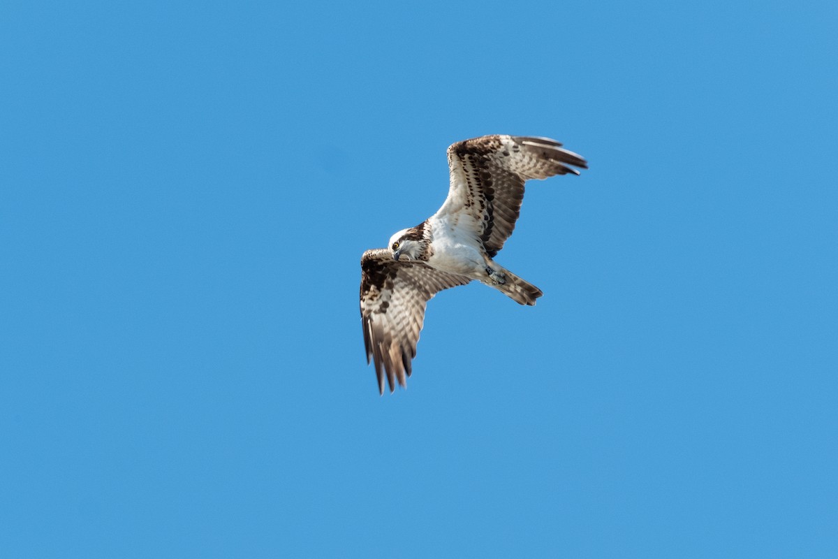 Osprey (Eurasian) - ML636279698