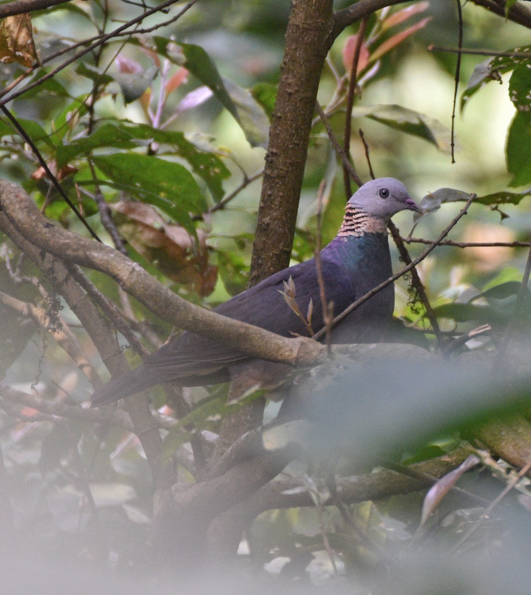 Ashy Wood-Pigeon - ML636279740