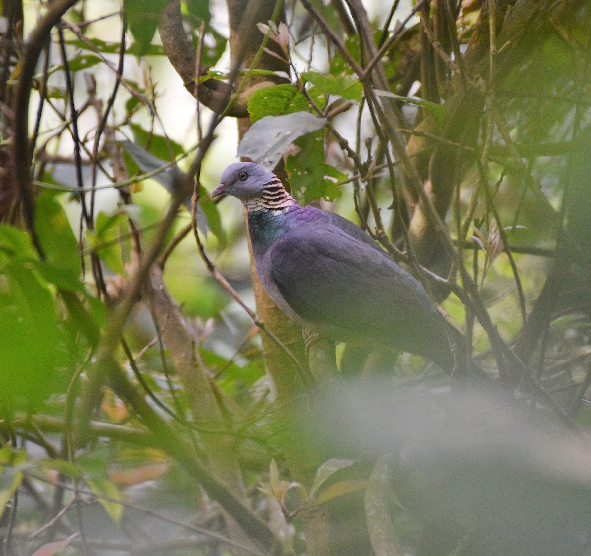 Ashy Wood-Pigeon - ML636279741