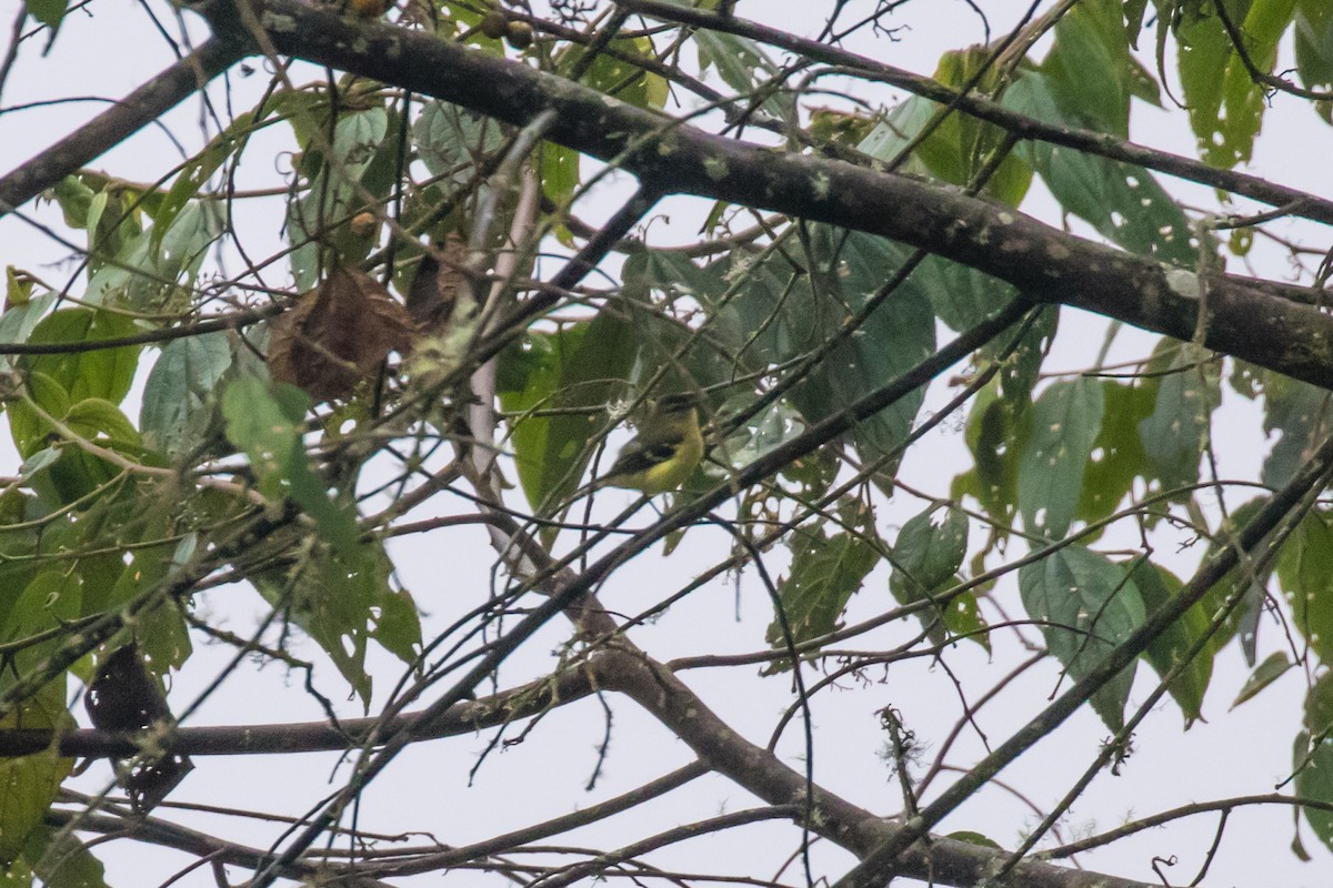 Black-capped Tyrannulet - ML636279767