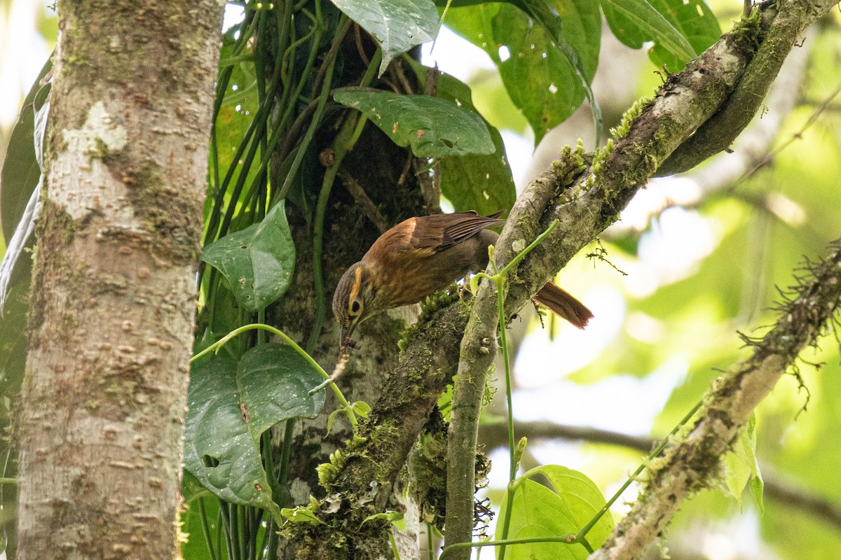 Scaly-throated Foliage-gleaner - ML636279835