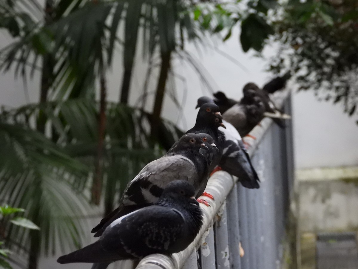 Rock Pigeon (Feral Pigeon) - ML636279848
